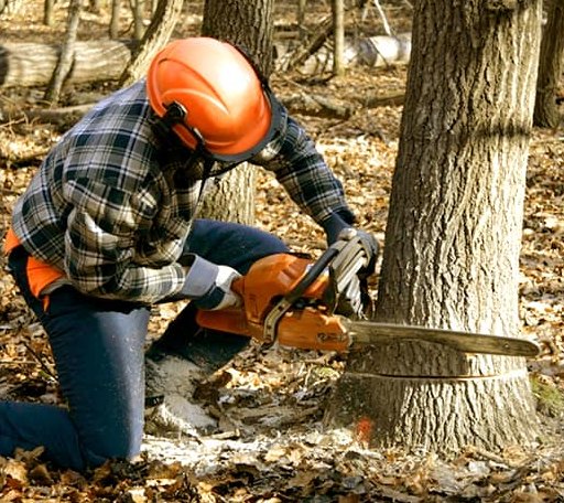 Tree Removal in Alberta, MN